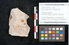Foto (Objekt + Etikett) von Hypnum sagorianum Ettingshausen (NHMW-GEO-2024-0188-6737)
